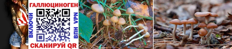 Галлюциногенные грибы Magic Shrooms  Тбилисская 